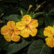 Yellow Red Four O'Clock Seeds