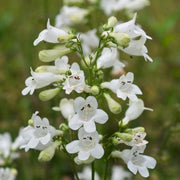 Foxglove Beardtongue Seeds, Wildflower