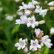 Foxglove Beardtongue Seeds, Wildflower