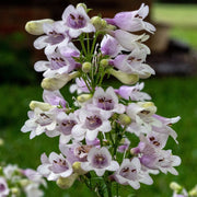 Foxglove Beardtongue Seeds, Wildflower