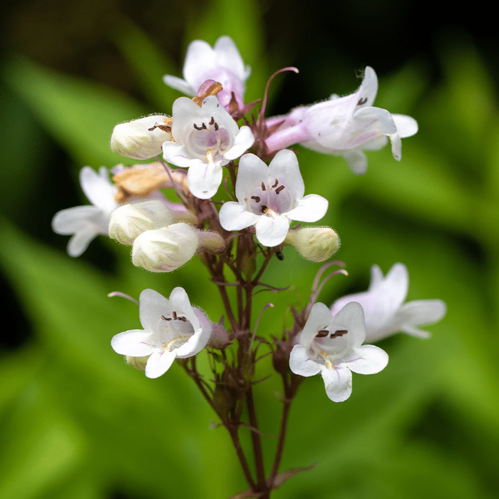 Foxglove Beardtongue Seeds, Wildflower