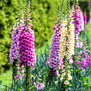 Colorful Foxglove Seeds