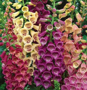 Colorful Foxglove Seeds