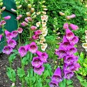 Cottage Foxglove Seeds