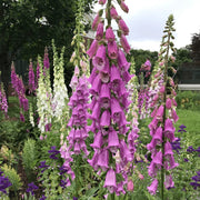 Cottage Foxglove Seeds