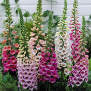 Digitalis Foxglove Seeds
