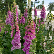 Excelsior Mix Foxglove Seeds