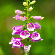 Excelsior Mix Foxglove Seeds