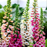 Foxy Mixed Foxglove Seeds