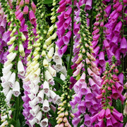 Foxy Mixed Foxglove Seeds