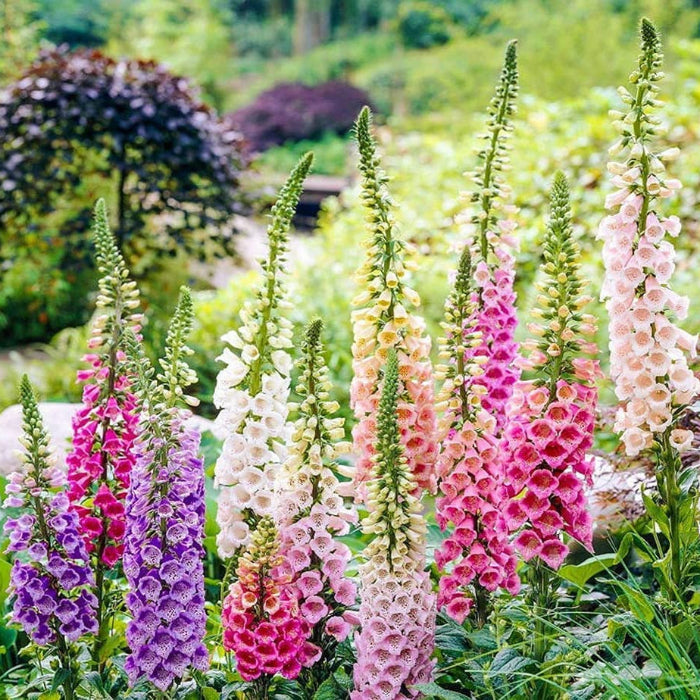 Mixed Colors Foxglove Seeds