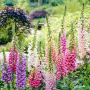 Mixed Colors Foxglove Seeds