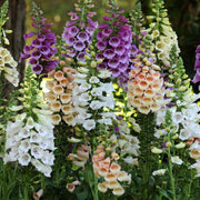 Mixed Colors Foxglove Seeds