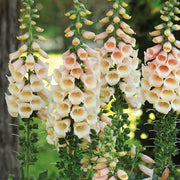 Peach Foxglove Seeds