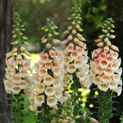 Peach Foxglove Seeds