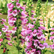 Perennial Foxglove Seeds