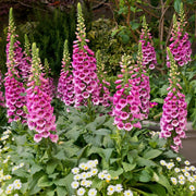 Perennial Foxglove Seeds