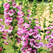 Pink Foxglove Seeds