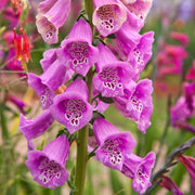 Pink Foxglove Seeds