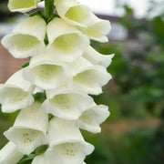 Premium Foxglove Seeds