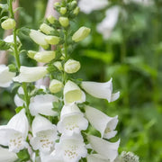 Premium Foxglove Seeds