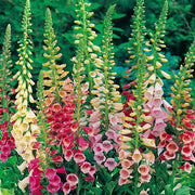 Foxglove Seeds