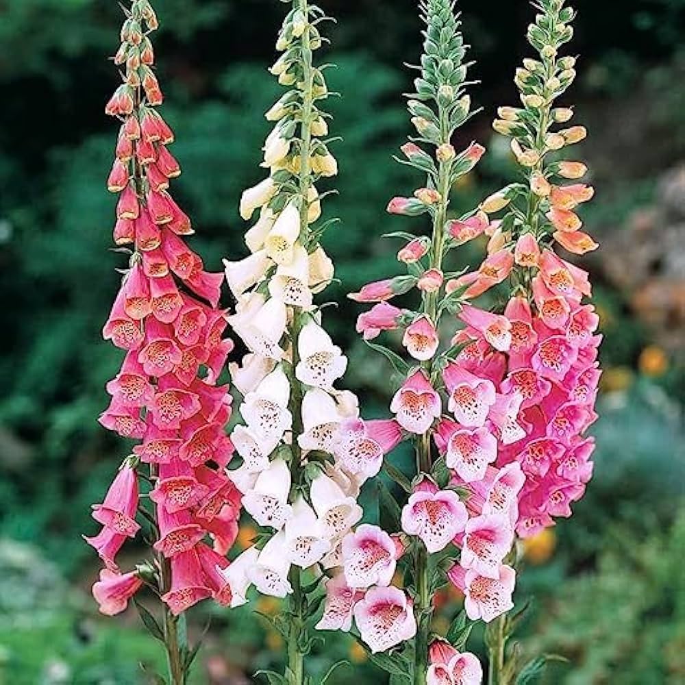 Colorful Foxglove Seeds