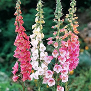 Colorful Foxglove Seeds