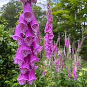 Cottage Foxglove Seeds