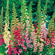 Digitalis Foxglove Seeds