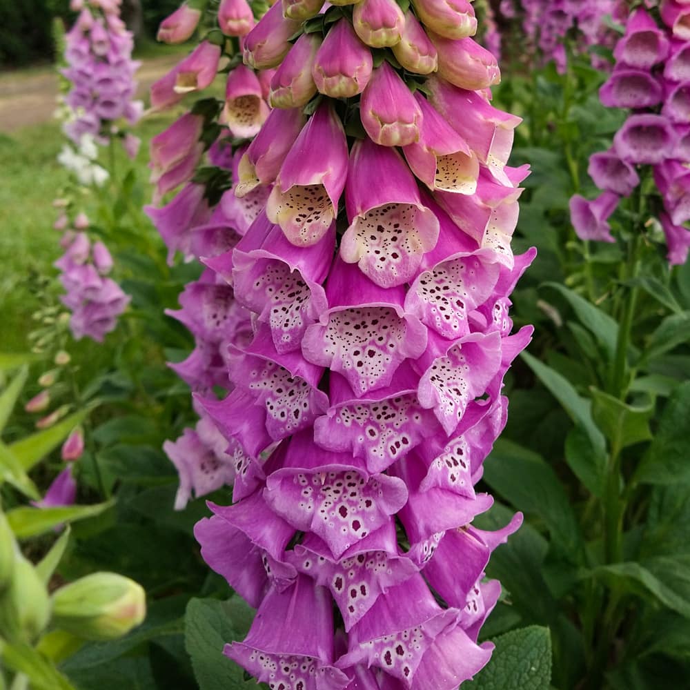 Excelsior Mix Foxglove Seeds