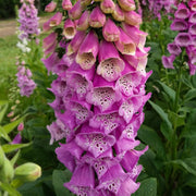 Excelsior Mix Foxglove Seeds
