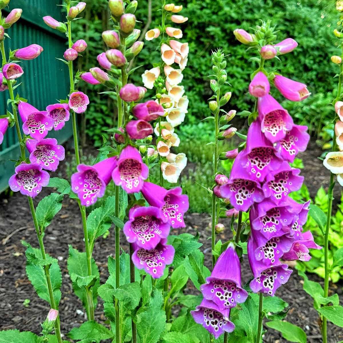 Foxglove Seeds – Digitalis purpurea