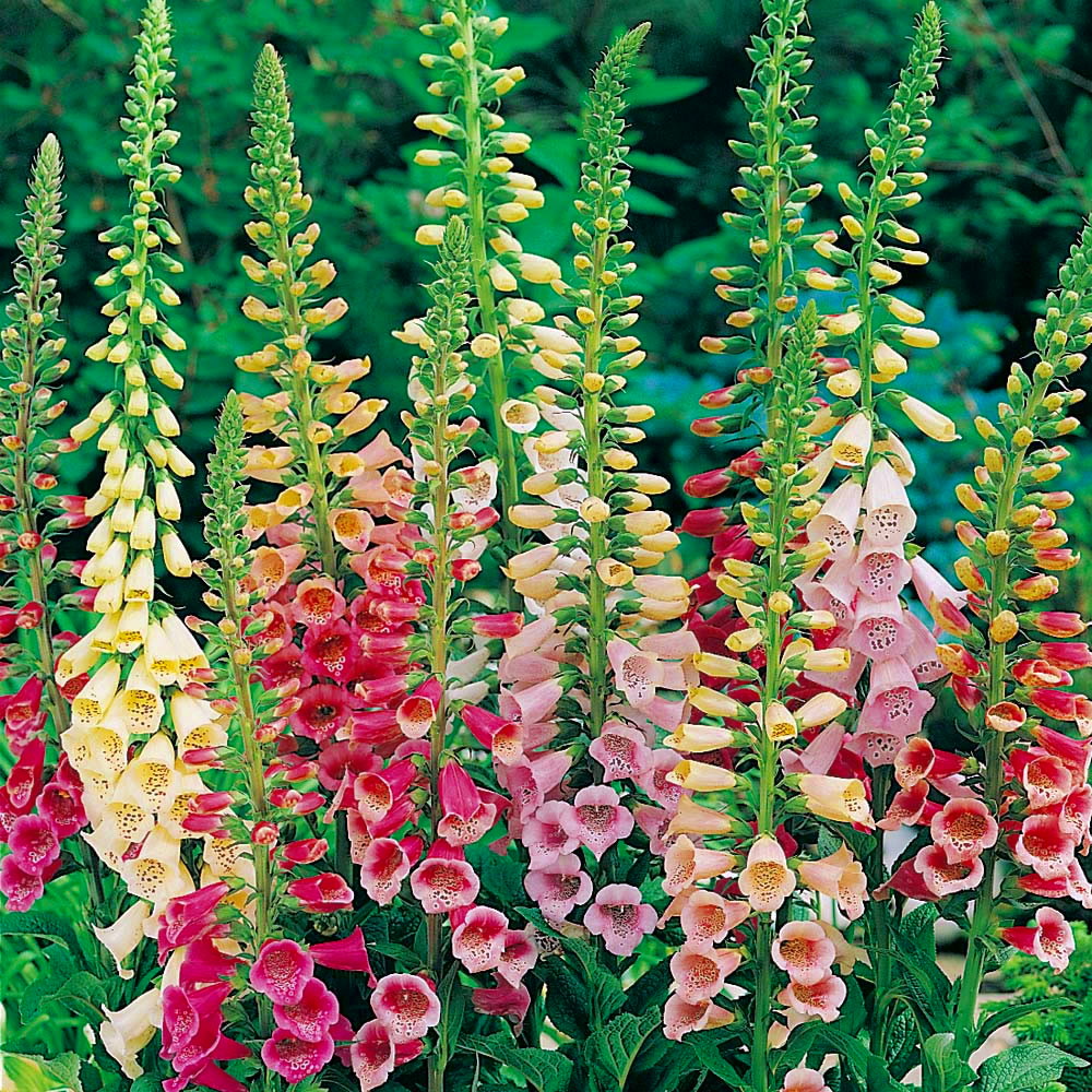 Foxy Mixed Foxglove Seeds