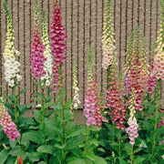 Mixed Colors Foxglove Seeds