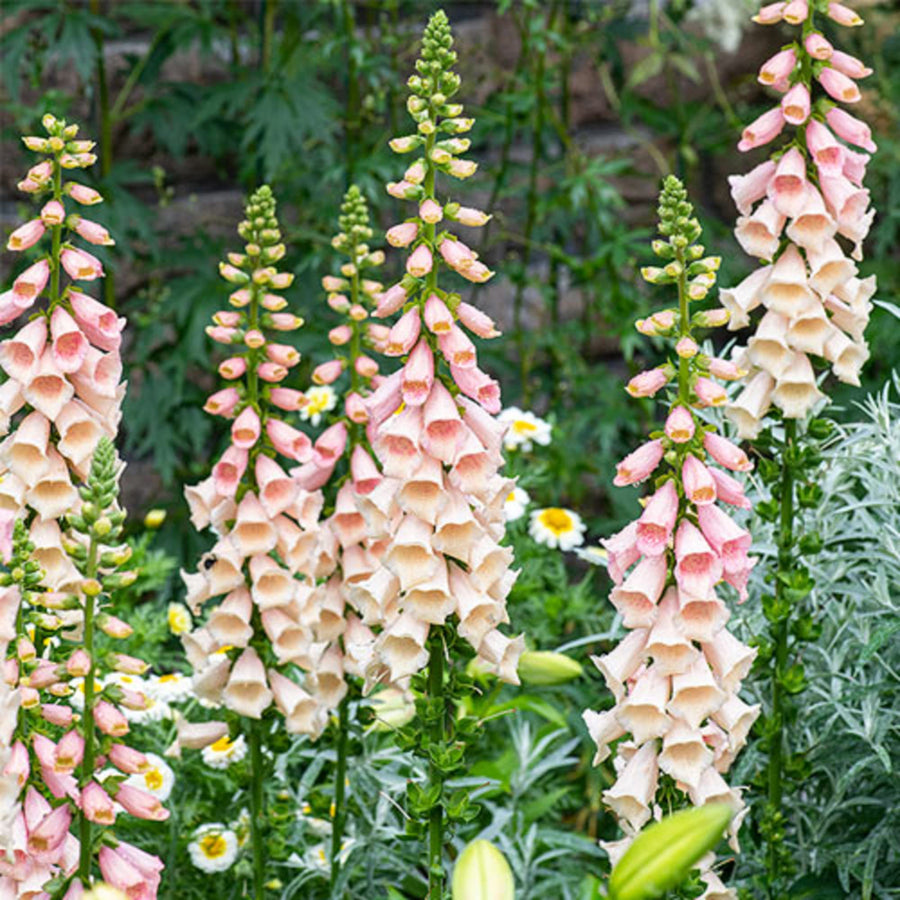 Peach Foxglove Seeds