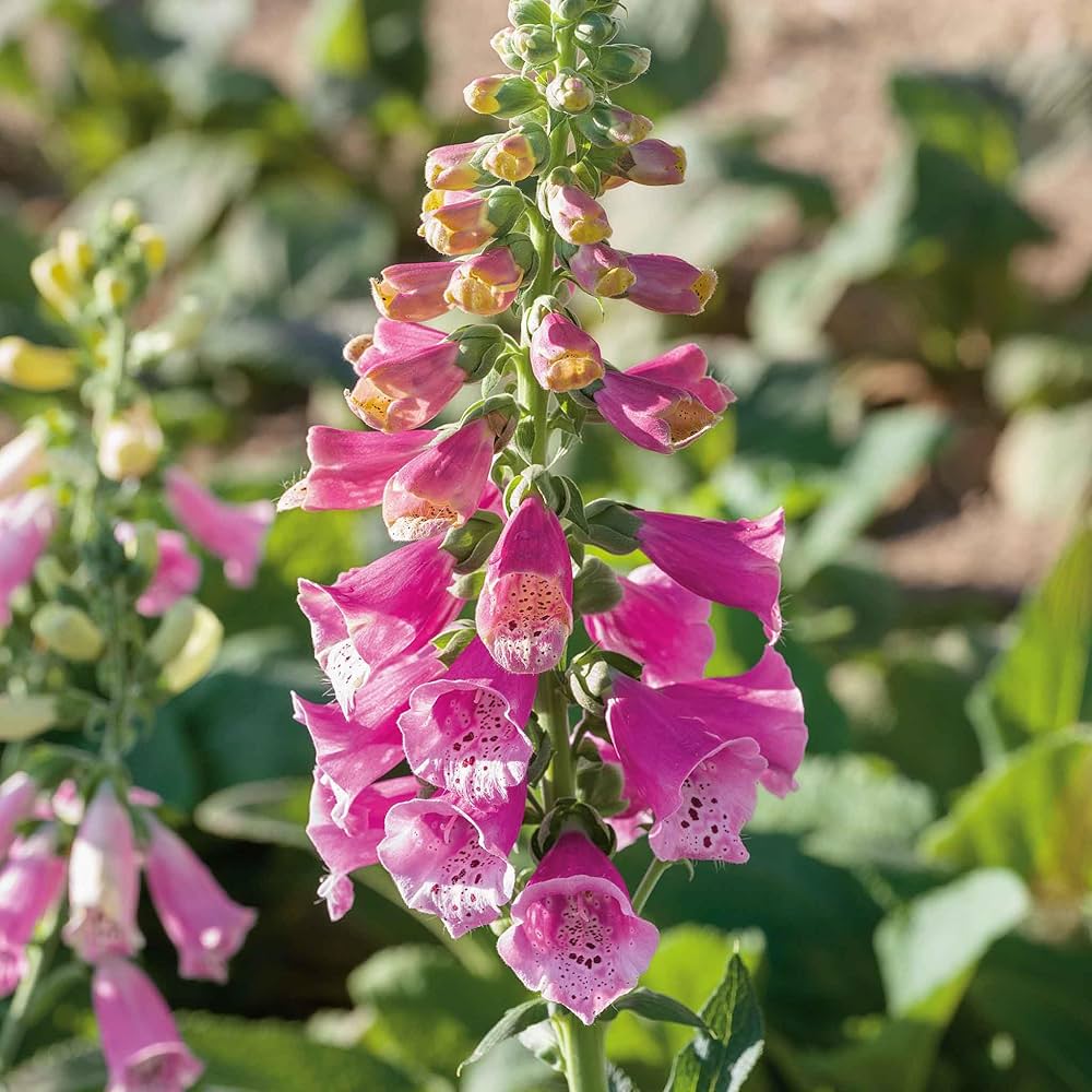 Perennial Foxglove Seeds