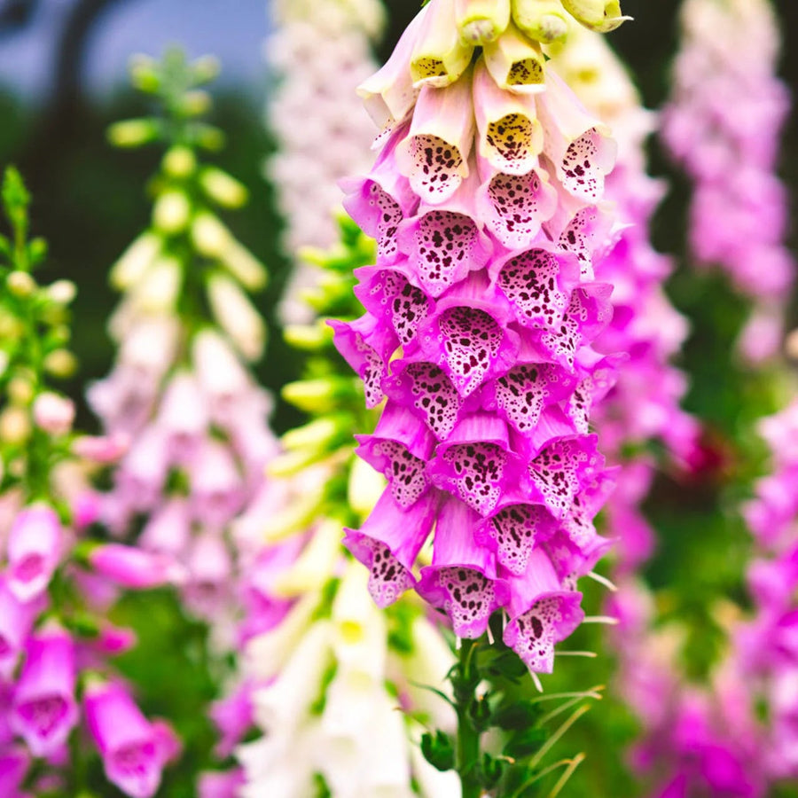 Pink Foxglove Seeds