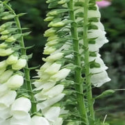 Premium Foxglove Seeds