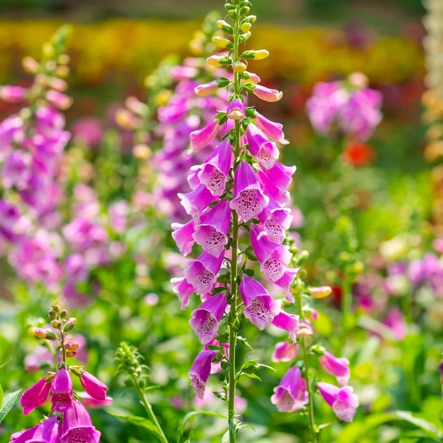 Stunning Summer Foxglove Seeds