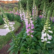 Tall Foxglove Seeds