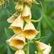 Yellow Foxglove Seeds