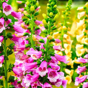 Stunning Summer Foxglove Seeds