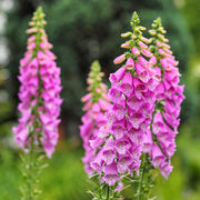 Stunning Summer Foxglove Seeds