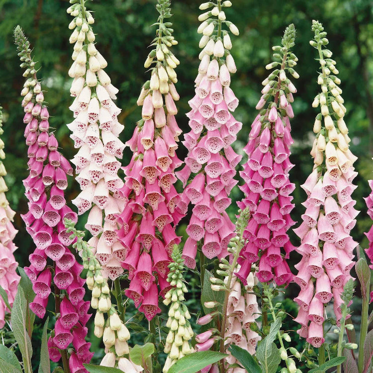 Tall Foxglove Seeds