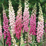 Tall Foxglove Seeds