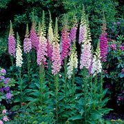 Tall Foxglove Seeds
