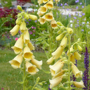 Yellow Foxglove Seeds