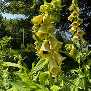 Yellow Foxglove Seeds