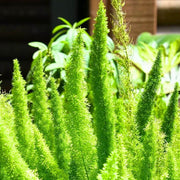 Futaba Seeds, Asparagus densiflorus Flower Seeds